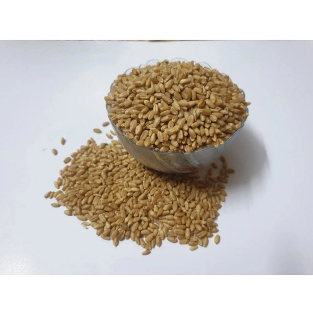 Generic Wheatgrass Microgreen Seeds – Easy to Grow, Quick Harvest